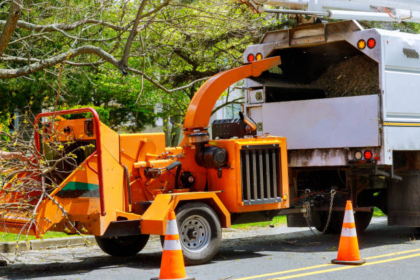 Best Hazardous Tree Removal  in High Rolls, NM