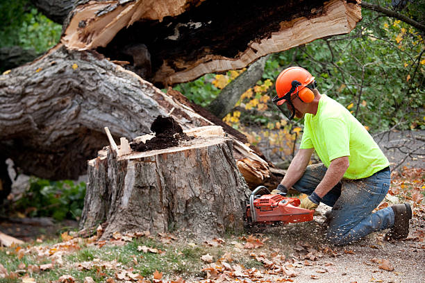 How Our Tree Care Process Works  in  High Rolls, NM